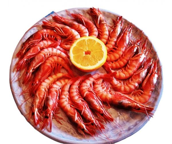 Gamba Roja Mediana