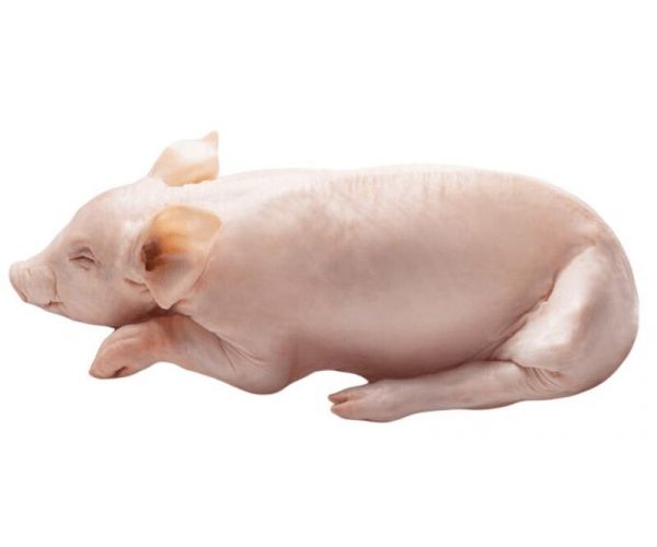 Cochinilllo