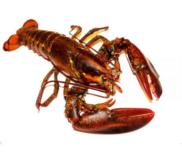 Bogavante PREMIUM